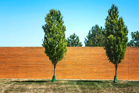Two Green Leafed Trees Near Bricked Wall photo