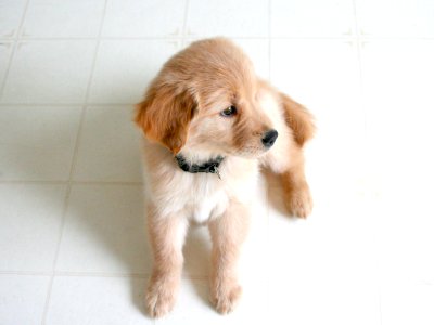 Golden Retriever Puppy on Marble Tile photo