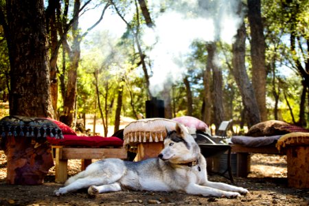 Free stock photo of barbecue, camping, dog