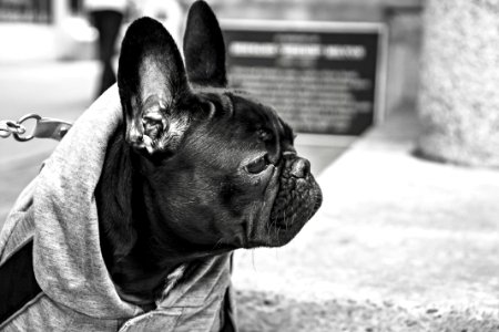 Grayscale Photography of French Bulldog
