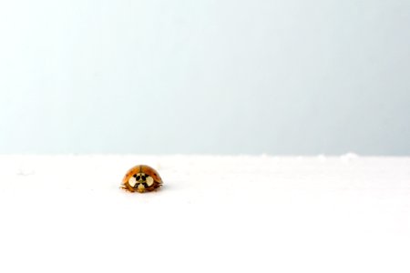 Brown Ladybug on White Surface photo