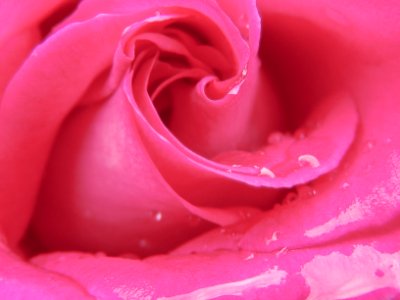 Macro Photography of Pink Rose photo