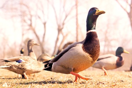 Gray Mallard Ducks photo