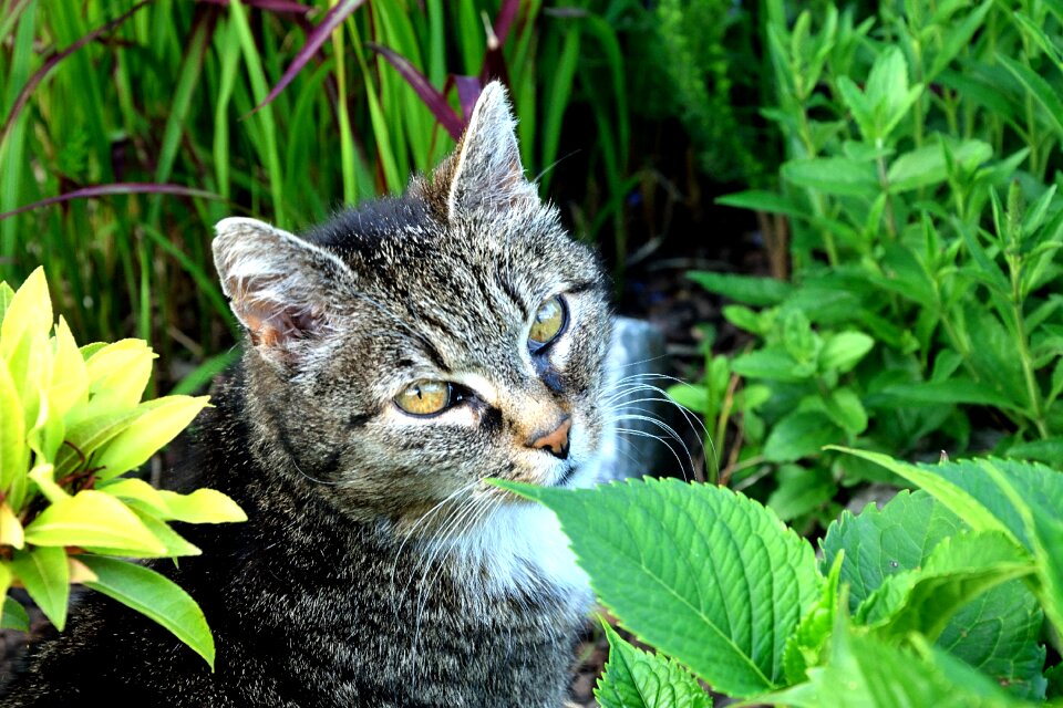 Female domestic cat cat face