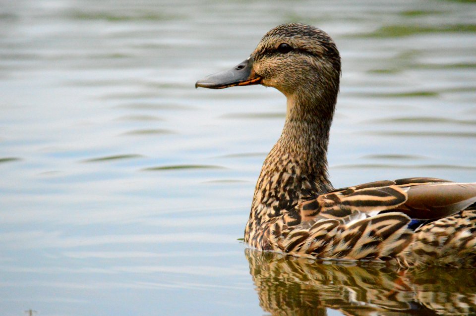 Female Mallard Duck Swimming on Body of Water photo