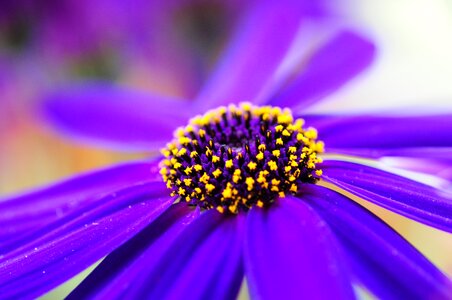 Bloom purple flower photo