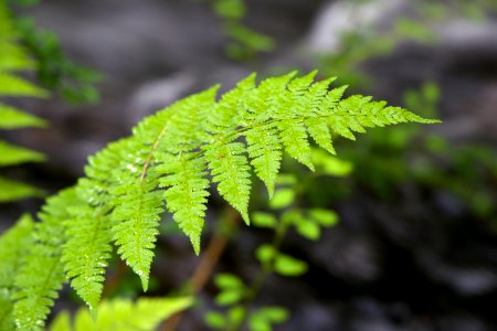 Free stock photo of ferns, water photo