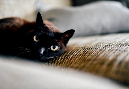 Bombay Cat Lying on the Brown Textile photo
