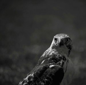 Grayscale Photography of Eagle