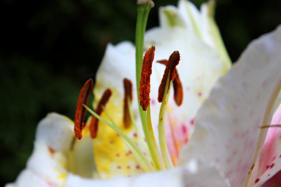 Blossom bloom nature