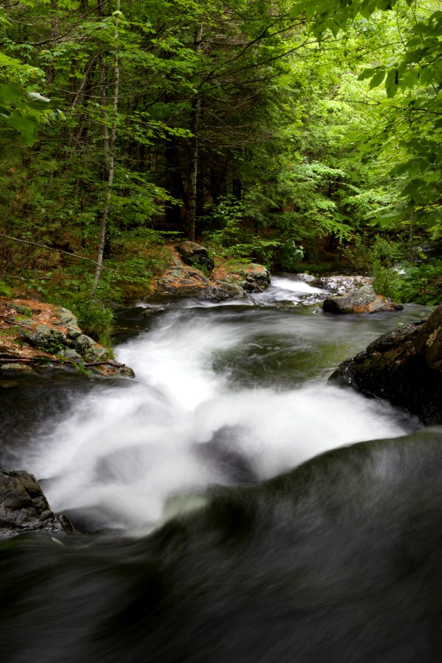 Free stock photo of trees, water photo