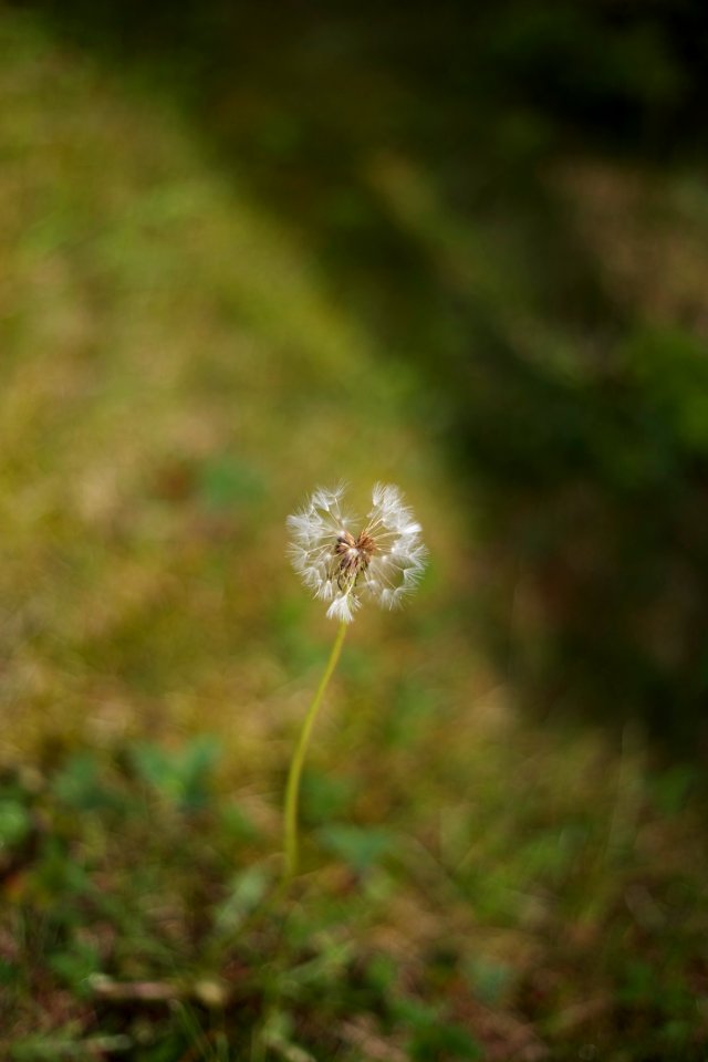 Free stock photo of summer