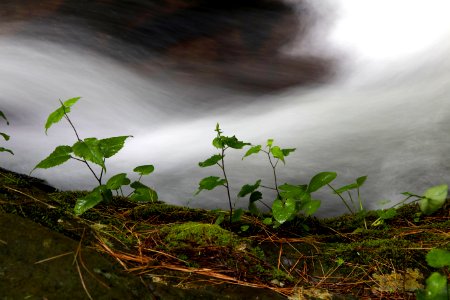 Free stock photo of closeup, nature, riverside photo