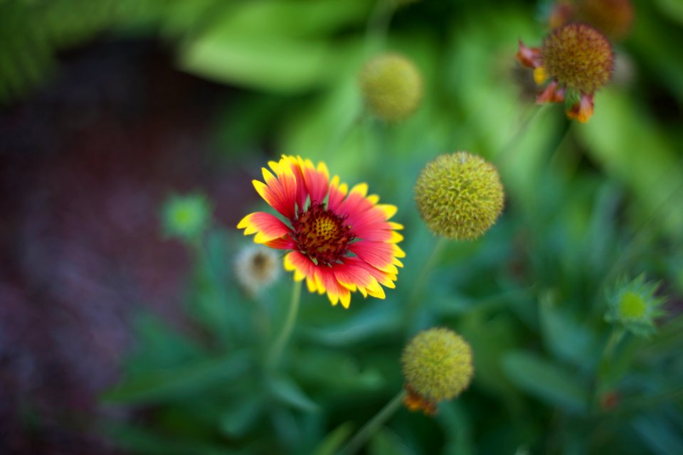 Red and Yellow Multi Petal Flower
