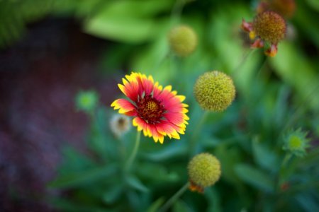 Red and Yellow Multi Petal Flower photo