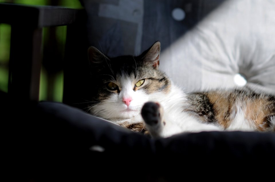 Free stock photo of animal, cat, eyes