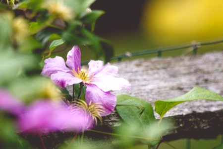 Free stock photo of afternoon, fence, flower photo