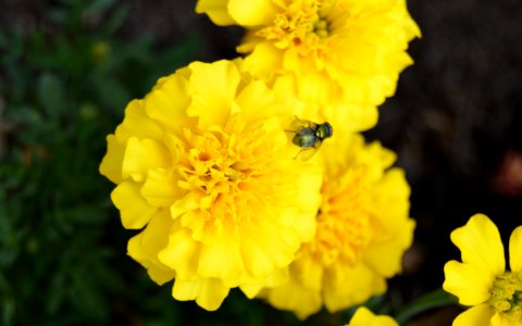 Free stock photo of flower, flowers, plants