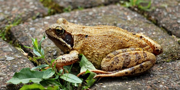 Amphibians pond inhabitants weed photo