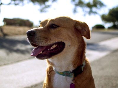 Close-up Photography of Brown and White Dog