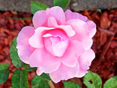 Pink Rose