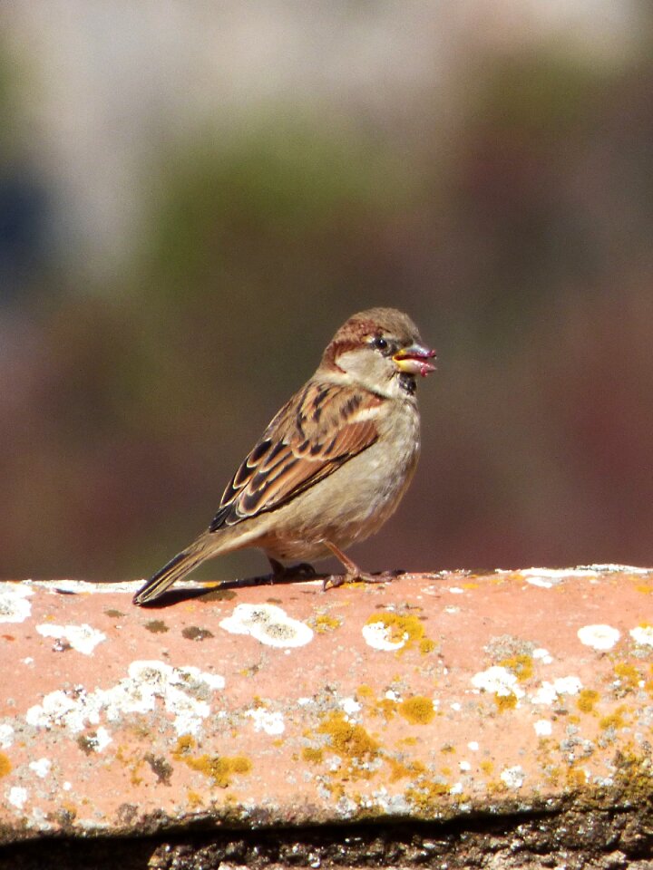 Bird roof eat
