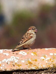 Bird roof eat photo