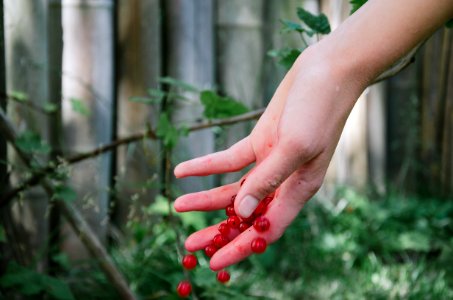 Person Holding Red Berries photo