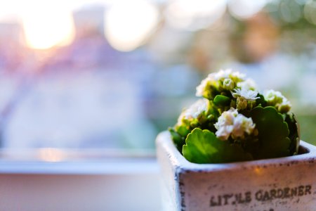 Shallow Focus Photography of Green Plant