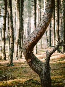 Free stock photo of ampersand, branch, forest photo