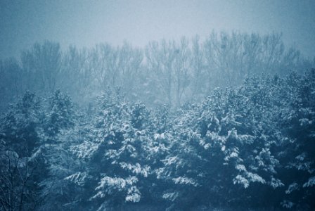 Free stock photo of forrest, snow, trees