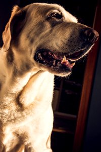 Golden Labrador Retriever photo
