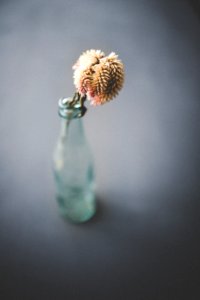 Free stock photo of closeup, dead, flower photo