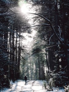Free stock photo of cold, forest, frost photo