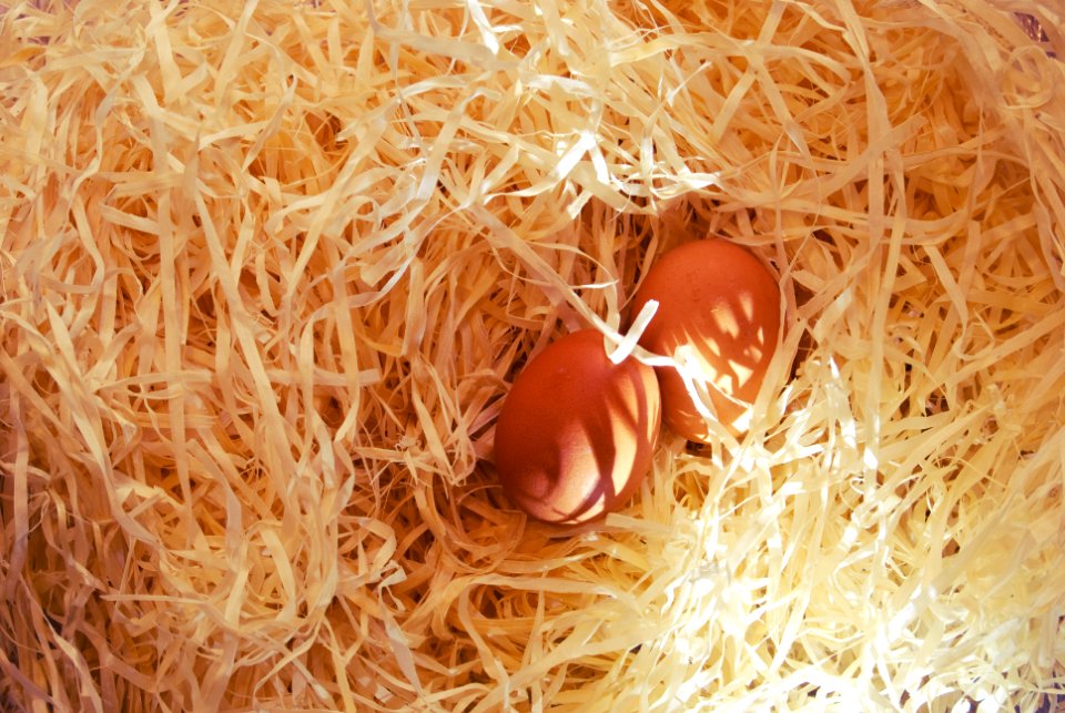 Free stock photo of egg, straw