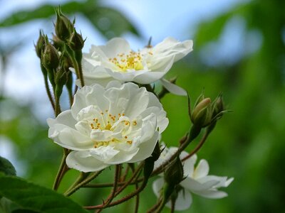Bobby james white rose climbing rose