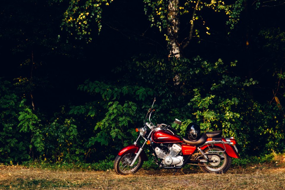 Free stock photo of bushes, forest, honda