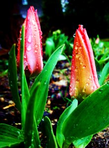 Free stock photo of drops, garden, tulips