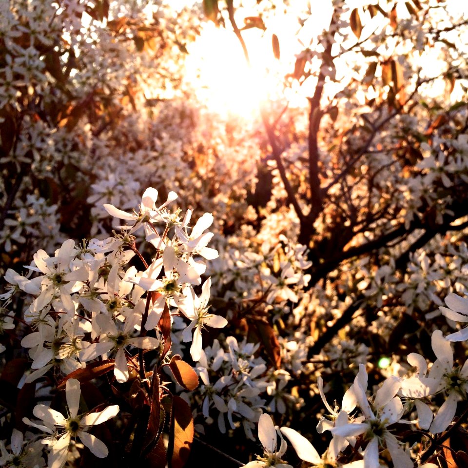 Selective Focus Photography of White Flowering Tree