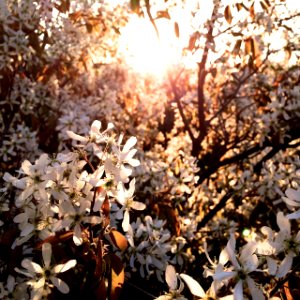 Selective Focus Photography of White Flowering Tree