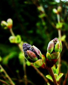 Free stock photo of buds, bush, lilac photo