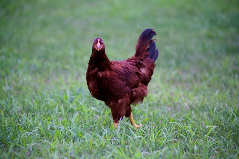 Free stock photo of animals, chicken, grass