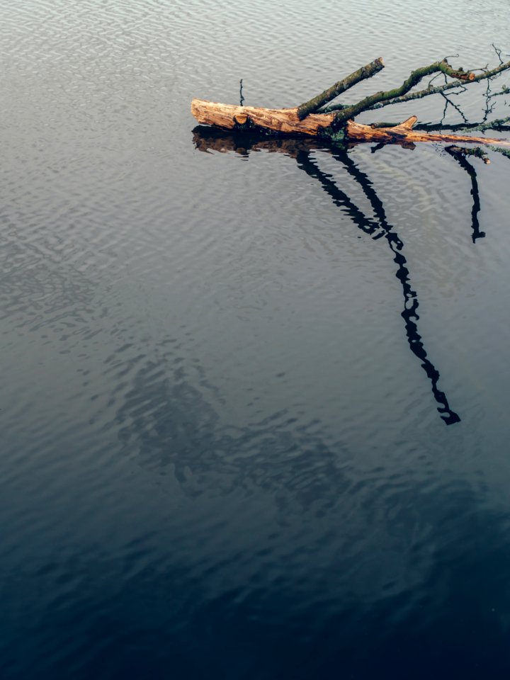 Free stock photo of dead, float, floating