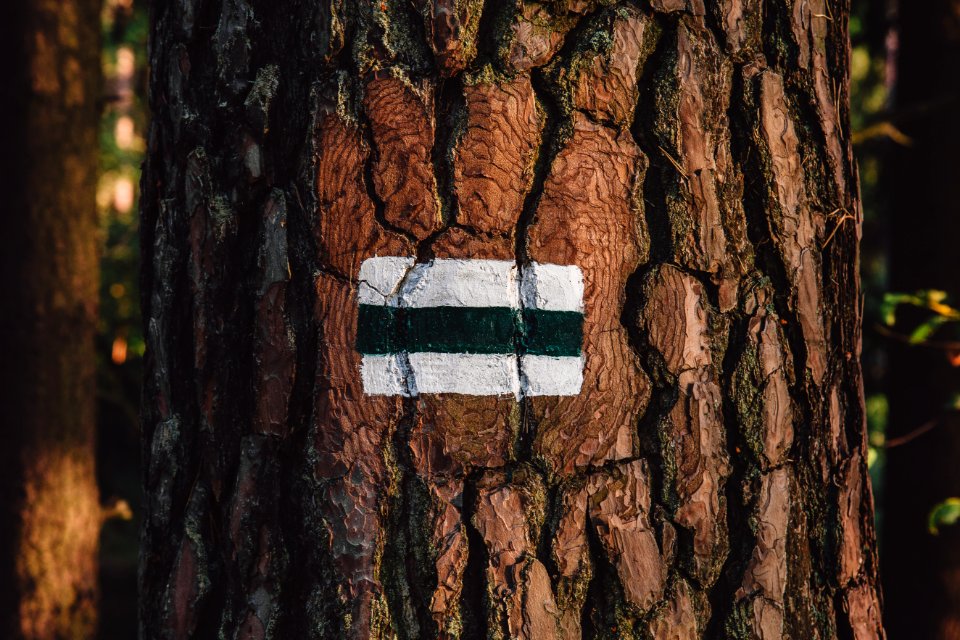 Free stock photo of bark, brown, forest