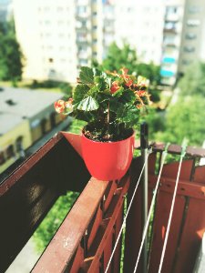 Free stock photo of flower, night