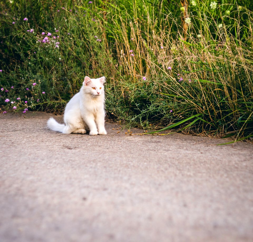 Free stock photo of cat, feline, feral cats photo