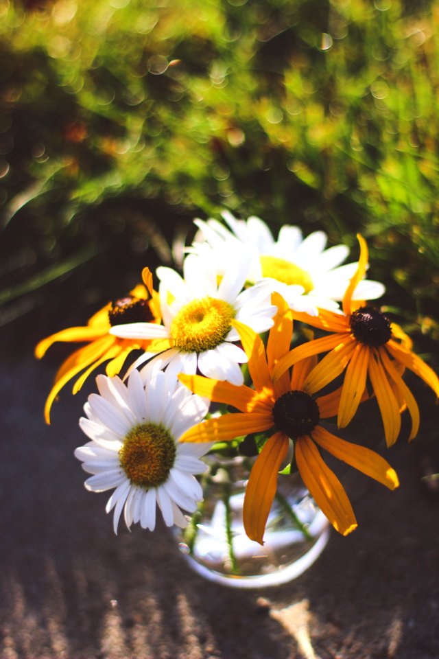 Free stock photo of bouquet, flowers, plants