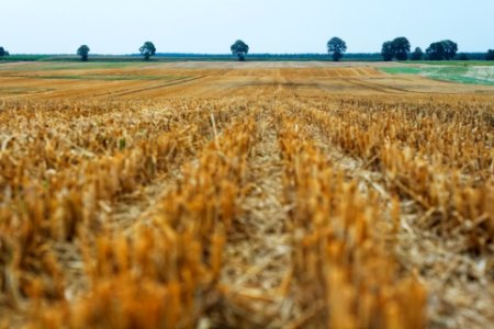 Dried Grass Field photo