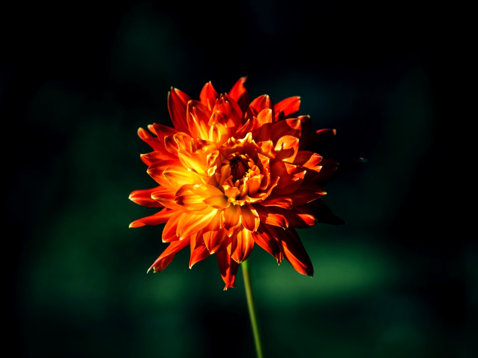 Orange Chrysanthemum Grandiflorum Flower in Bloom