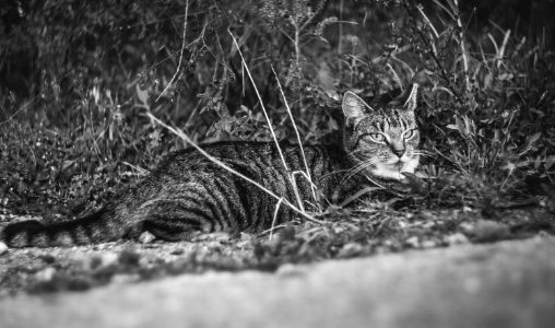 Free stock photo of animal, black and white, cat photo